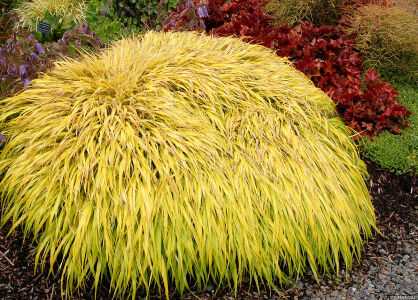 Hakonechloa Smukła "All Gold" (Hakonechloa Macra)