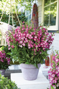 Penstemon "Polaris Magenta" (Penstemon)