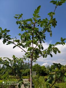 Jarząb Pospolity "Burka" - jadalny (Sorbus Aucuparia)