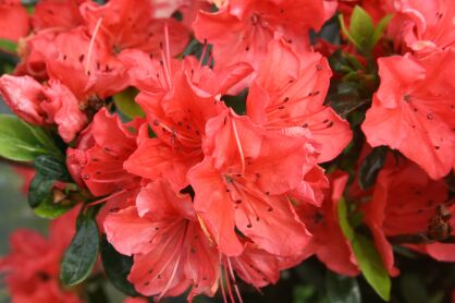 Azalia Japońska "Geisha Orange - Satschiko" (Azalea)
