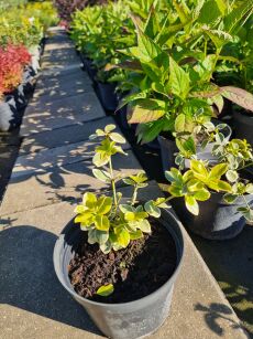 Trzmielina Fortunea "Canadale Gold" (Euonymus Fortunei )