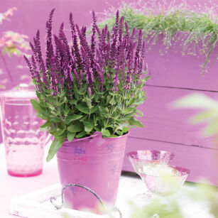 Szałwia Wspaniała "Sensation Compact Bright Rose"  (Salvia Nemorosa)