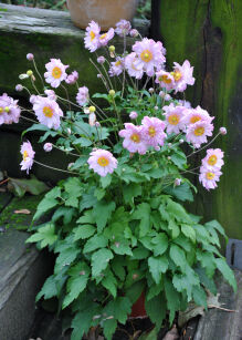 Zawilec Hupeheński "Pretty Lady Emily" (Anemone Hupehensis )