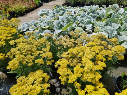 Krwawnik Pospolity  "Milly Rock Yellow Terracotta " (Achillea Millefolium)