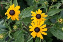 RUDBEKIA BŁYSKOTLIWA, www.sklep.szkolka.radom.pl, szkółka Romero