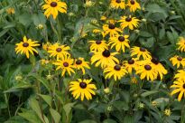 RUDBEKIA BŁYSKOTLIWA, www.sklep.szkolka.radom.pl, szkółka Romero