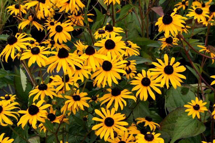 RUDBEKIA BŁYSKOTLIWA, www.sklep.szkolka.radom.pl, szkółka Romero