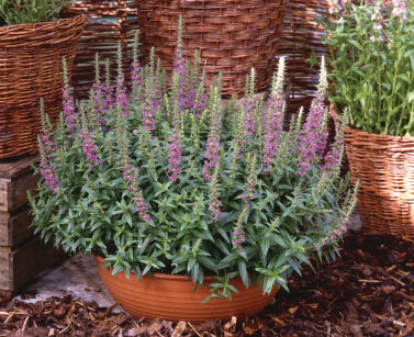 Krwawnica Pospolita "Robin" (Lythrum Salicaria )