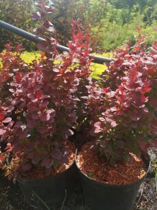 Berberys Thunberga "Florence" (Berberis Thunbergii) 