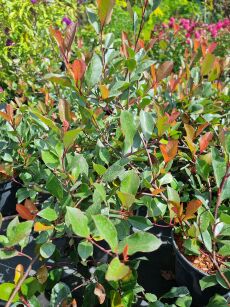 Głogownik Frasera "Little Red Robin" (Photinia Fraseri)