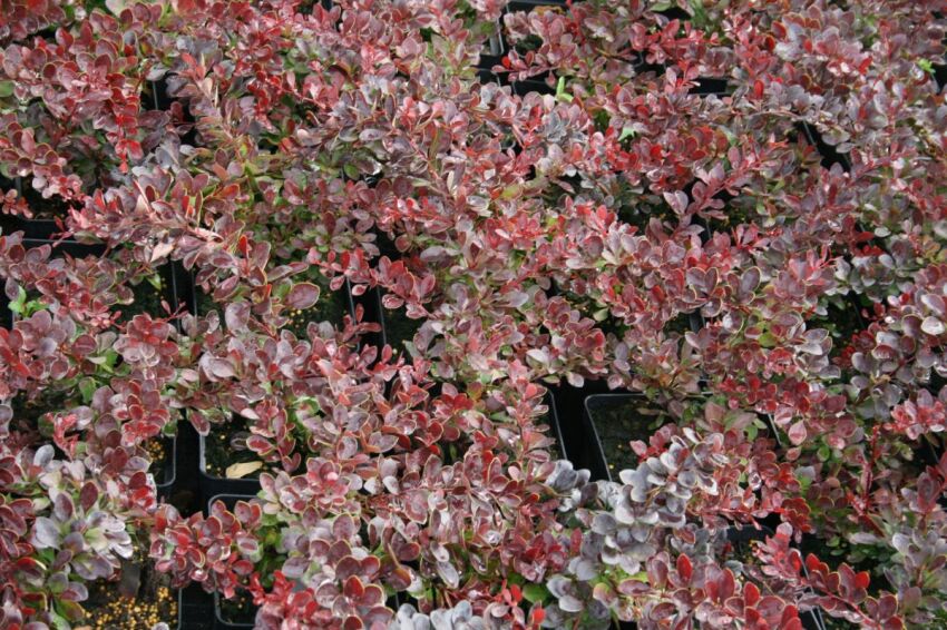 BERBERYS THUNBERGA ATROPURPUREA, BERBERYS O CZERWONYCH LIŚCIACH,  
www.sklep.szkolka.radom.pl
SZKÓŁKA RADOM