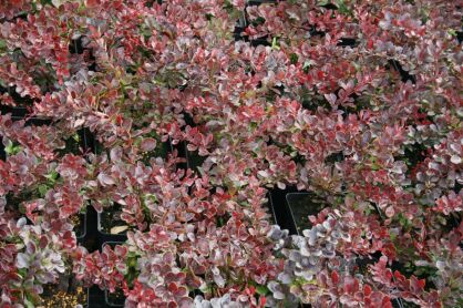 Berberys Thunberga "Atropurpurea" (Berberis Thunbergii)