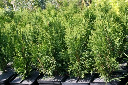Żywotnik Zachodni "Smaragd" (Thuja Occ.)