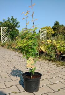 Klon Palmowy "Orange Dreams" (Acer Palmatum)