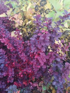 Berberys Thunberga "Orange Tower" (Berberis Thunbergii)
