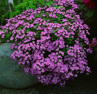 Mydlnica bazyliowata "Rose"  (Saponaria ocymoides)