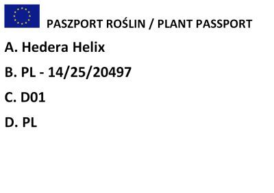 Bluszcz Pospolity "Goldheart" (Hedera Helix)