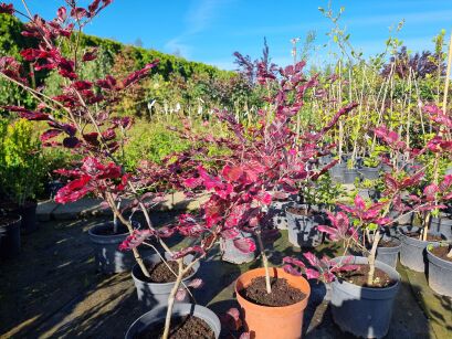 Buk Pospolity "Purpurea Tricolor" (Fagus Sylvatica)