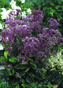 Sadziec plamisty "Phantom" (Eupatorium maculatum)