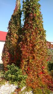 Winobluszcz Pięciolistkowy "Murorum" (Parthenocissus Quinquefolia)