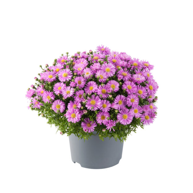 Aster Krzaczasty 