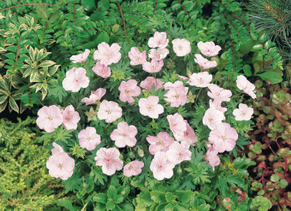 Bodziszek Czerwony "Vision Pink" (Geranium Sanguineum)