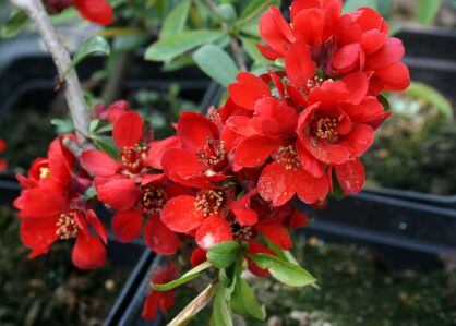 Pigwowiec Wspaniały "Crimson and Gold" (Chaenomeles x Superba)