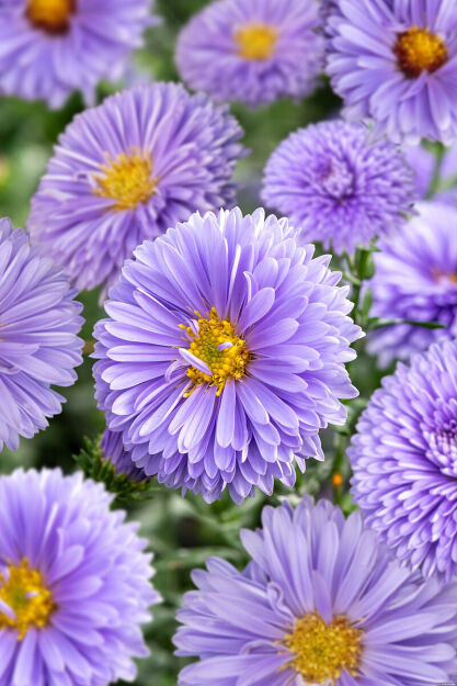 Aster Nowobelgijski 