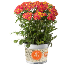 Krwawnik Pospolity  "Milly Rock Red" (Achillea Millefolium)