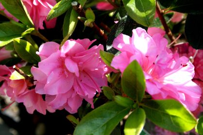Azalia Japońska "Rokoko" (Azalea jap.)