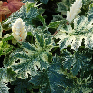 Akant miękki "Whitewater" (Acanthus mollis)
