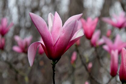 Magnolia "Black Bird" (Magnolia)