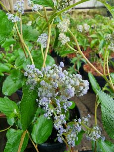 Prusznik Delilea "Gloire de Versailles" (Ceanothus × delilianus)