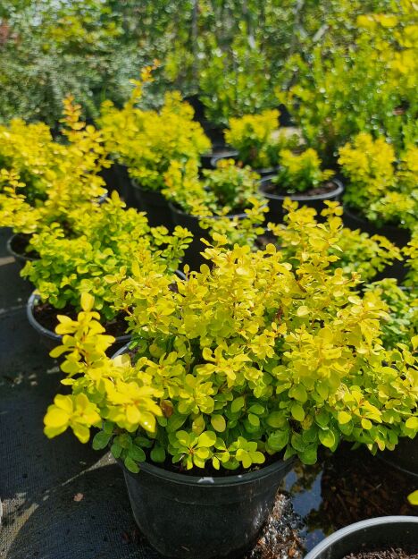 Berberys Thunberga 