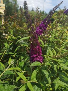 Budleja Dawida "African Queen" (Buddleja Davidii)