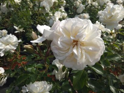 Róża Okrywowa "White Meidiland" (Rosa)