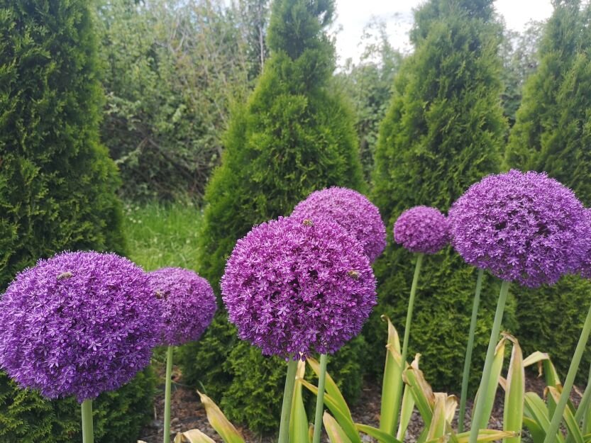 Czosnek Globemaster (Allium)