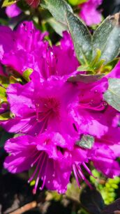 Azalia Japońska "Lilienstein" (Azalea Japanese ) 