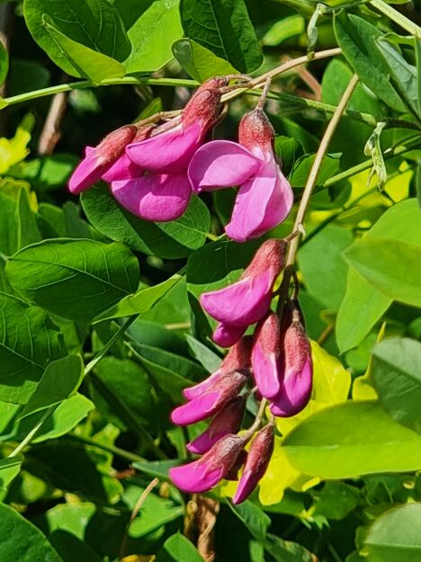 Robinia Małgorzaty 