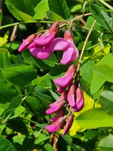 Robinia Małgorzaty "Casque Rouge" (Robinia x Margaretta)