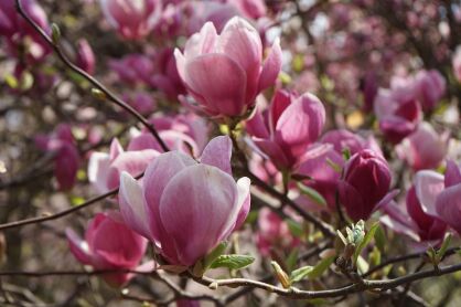 Magnolia Pośrednia "Satisfaction" szczepiona (Magnolia Soulange`a)