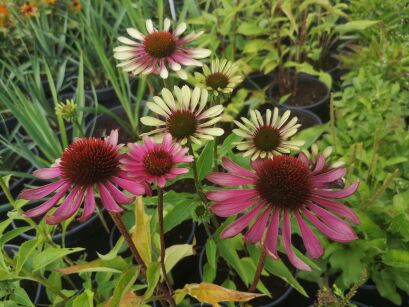 Jeżówka purpurowa "Green Twister" (Echinacea purpurea)
