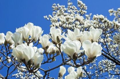 Magnolia Pośrednia "Lennei Alba" (Magnolia Soulange`a)