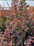 Berberys Thunberga 