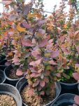 Berberys Thunberga 