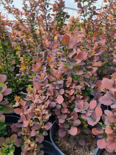 Berberys Thunberga "Chocolate Summer" (Berberis Thunbergii)