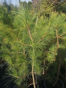 Sosna Czarna "Gold Fingers" (Pinus Nigra)