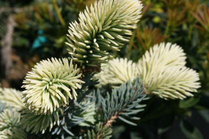 Świerk Kłujący "Białobok" (Picea Pungens)