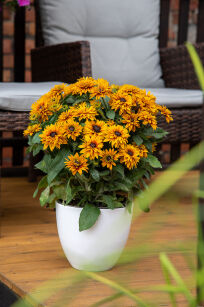 Rudbekia "Flamenco® Bright Orange" (Rudbeckia)