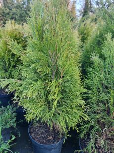 Żywotnik Zachodni "Miss Frosty" (Thuja Occ.)
